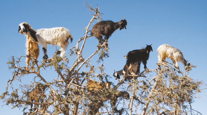 Goats